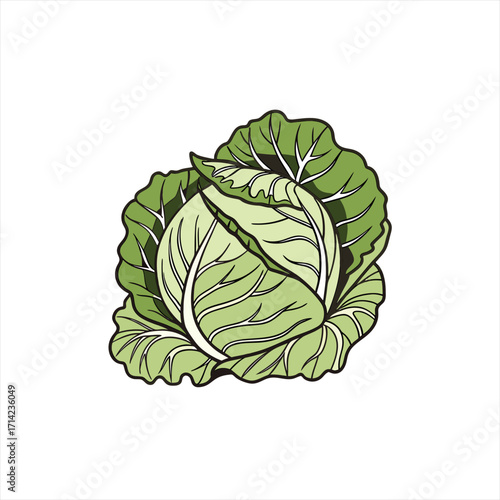 Fresh green cabbage vegetable illustration on white background