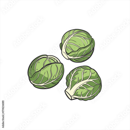 Three green brussels sprouts isolated on white background illustration