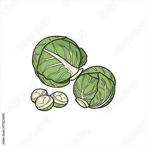 Illustration of fresh green cabbage and brussels sprouts on a white background