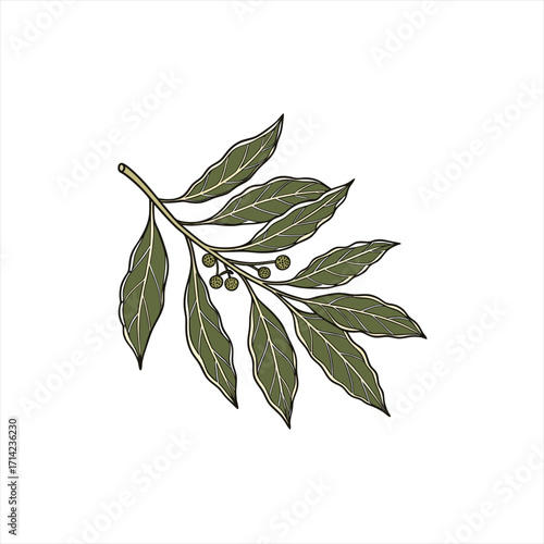 Wallpaper Mural Illustration of a bay leaf branch with small berries on a white background Torontodigital.ca