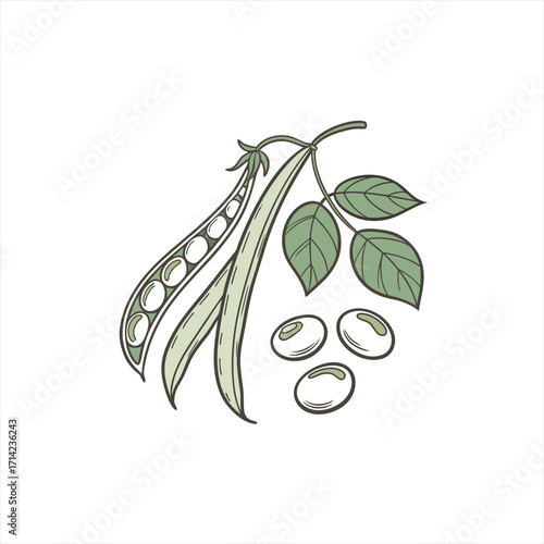 Hand drawn illustration of soybeans and pods with leaves on a white background