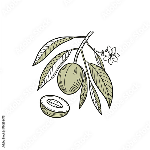 Wallpaper Mural Hand drawn illustration of a shea fruit on a branch with leaves and flower Torontodigital.ca