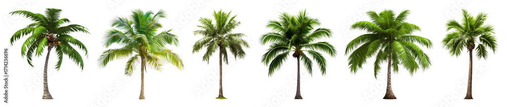 Obraz premium PNG Tropical palm trees collection, element set on transparent background