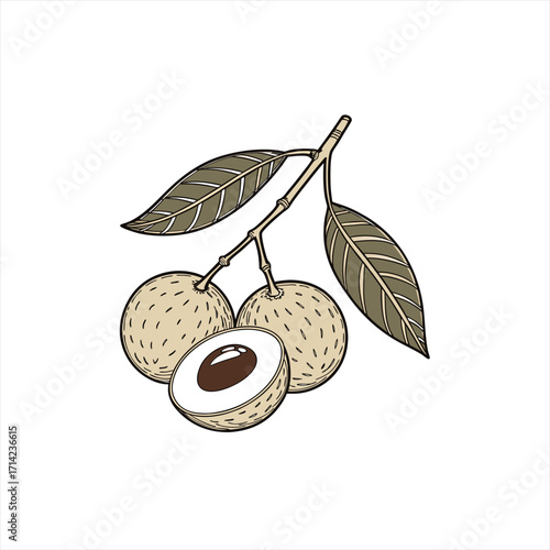 Wallpaper Mural Illustration of fresh longan fruit with leaves on a branch Torontodigital.ca