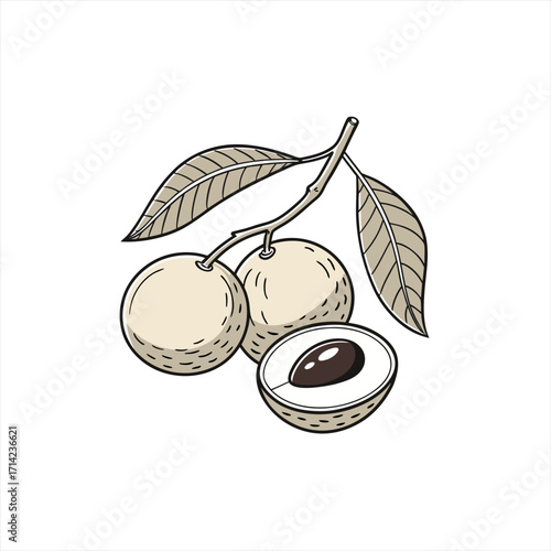 Wallpaper Mural Illustration of longan fruit on a branch with leaves and a cut fruit Torontodigital.ca