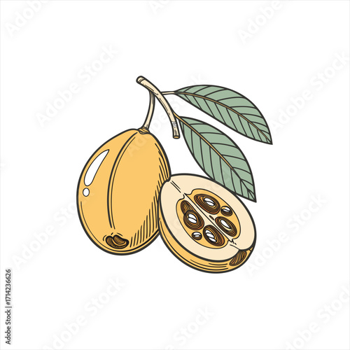 Wallpaper Mural Loquat fruit on a branch with leaves and a cut half showing seeds Torontodigital.ca