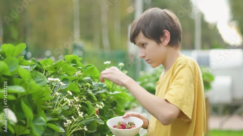 Boy child teenager harvesting strawberries on high raised garden bed. Modern farming methods provide fresh fruit full of vitamins. Healthy eating and gardening with natural lifestyle.