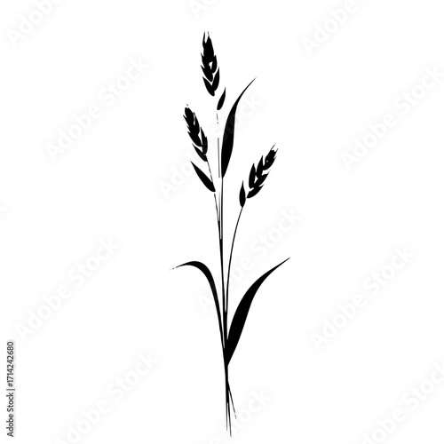 Wheat plant silhouette minimal black illustration on white