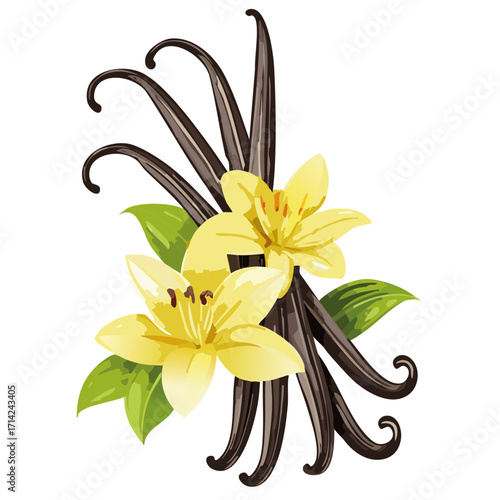 Vanilla scented, Vanilla bean fruit vector isolated on transparent 