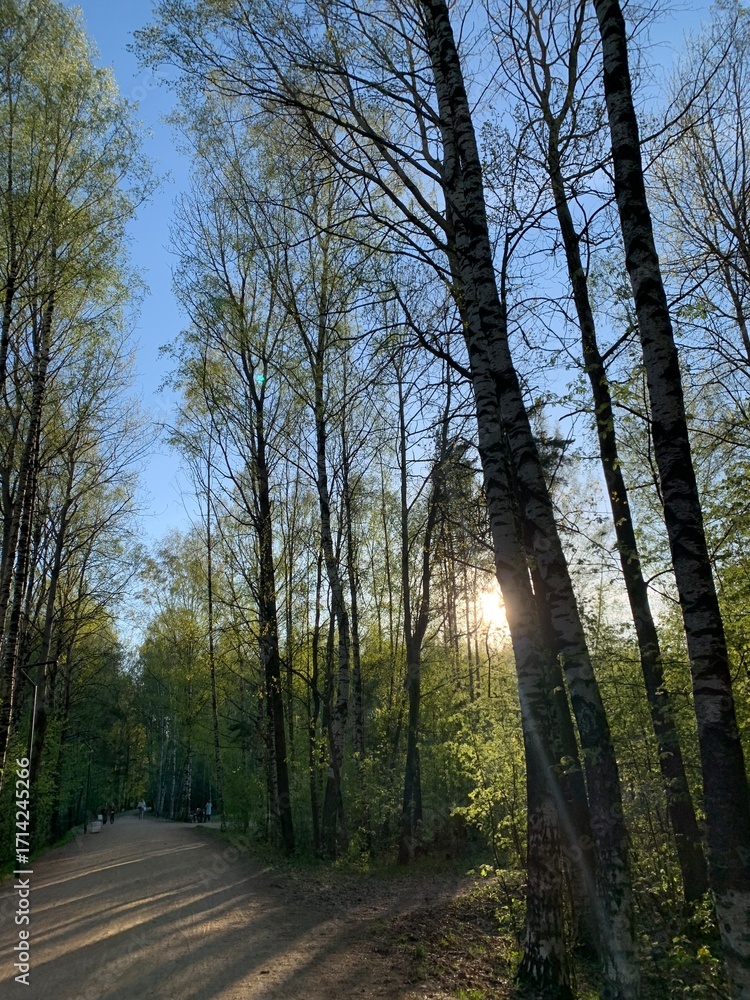 Obraz premium Early autumn forest with birches, green and golden leaves, and sun rays. Perfect for calendars, wall art, and nature-themed designs.