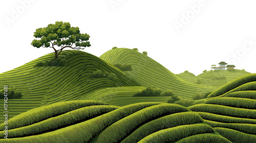 Wallpaper Mural green tea plantation isolated on transparent white background, clipping path Torontodigital.ca