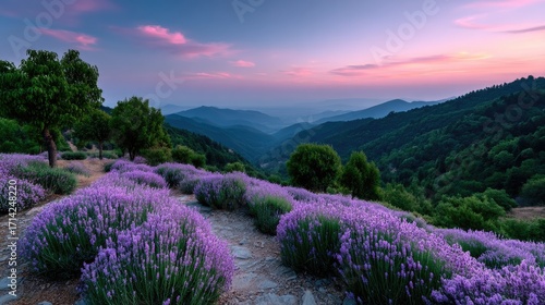 Golden Sunrise over Mountain Ranges with Lavender Field in Foreground at Dusk, Purple Sky and Lush Green Trees, Tranquil Landscape Scenery