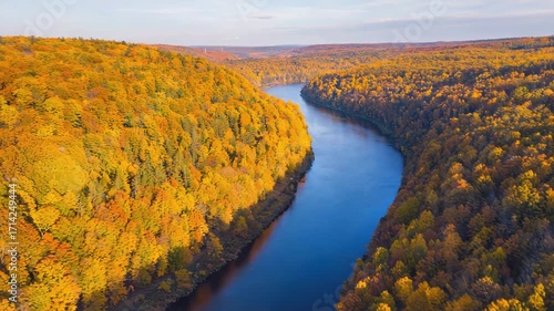 Aerial of winding river in autumn forest, golden colors