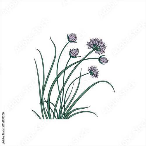 Delicate purple onion flowers and green grass illustration