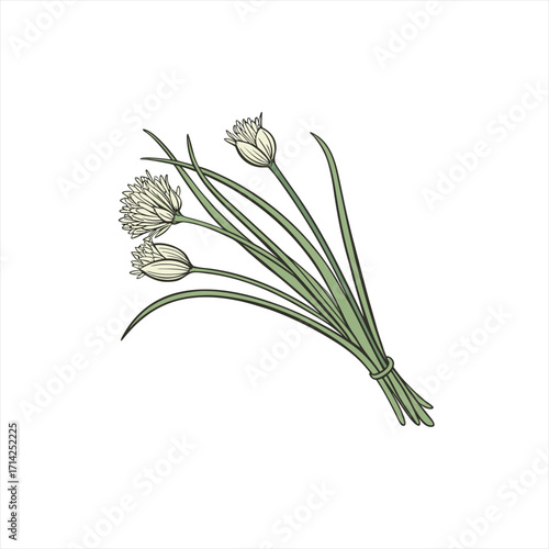 Illustration of a bouquet of chives with white flowers