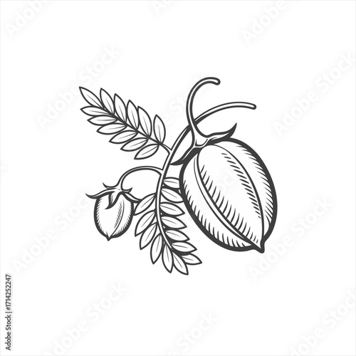 Hand drawn illustration of chickpeas on a branch with leaves
