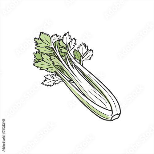 Fresh celery stalks with green leaves illustration on white background