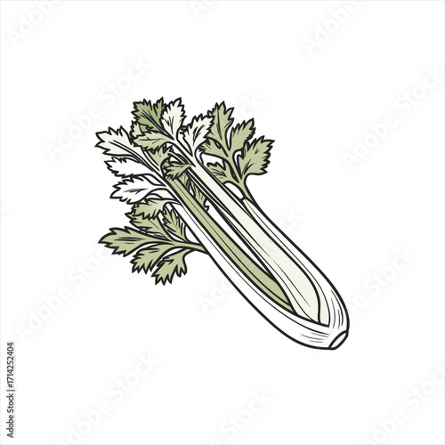 Illustration of fresh celery stalks with green leaves on a white background