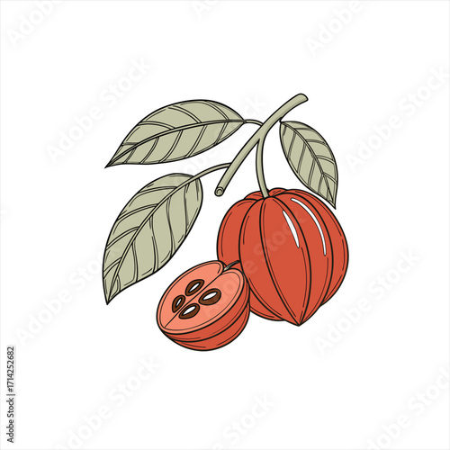 Illustration of ripe cocoa pods and leaves on a branch