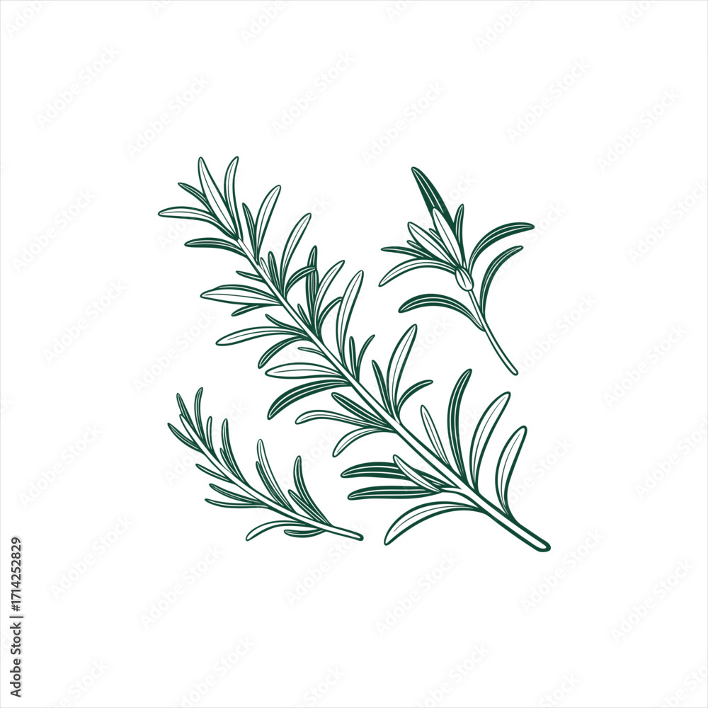 Naklejka premium Green rosemary sprigs outline illustration on white background