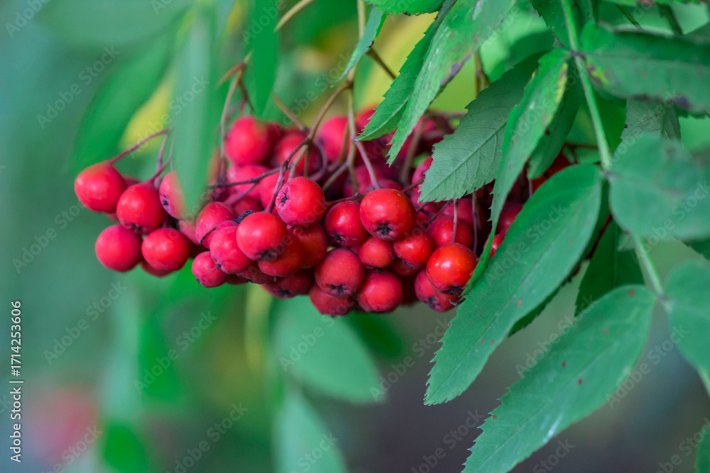 Obraz premium rowan berries on a blurred light background. colorful photo of fruits and berries. natural beauty. close-up. free space. space for text. screensaver. natural vitamins. healthy nutrition. rowan fire.