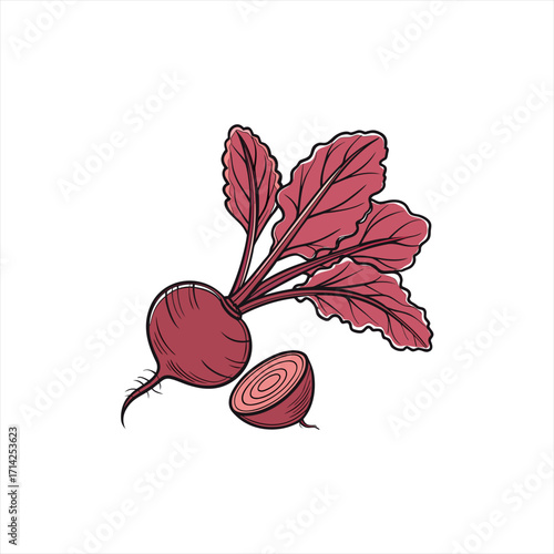 Hand drawn illustration of a fresh beetroot with leaves and a slice