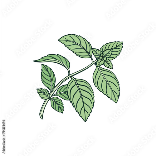 Illustration of a fresh green basil herb sprig with leaves