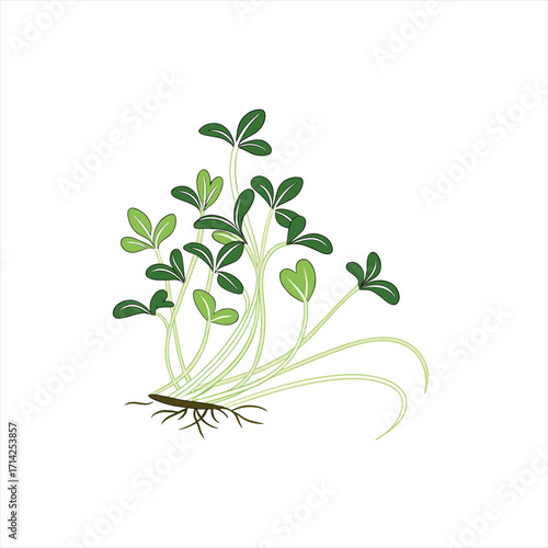 Green sprouts with roots and leaves on a white background