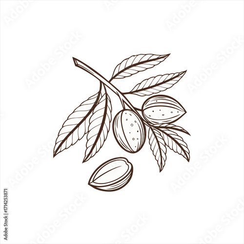 Hand drawn almond branch with nuts and leaves on white background