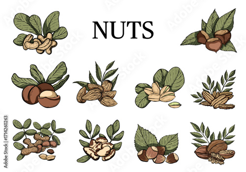 Hand drawn nuts with leaves collection. Almonds, chestnuts, hazelnuts, cashew nuts, peanuts, pecan, pistachio nuts, walnuts, macadamia. Vector food illustration.