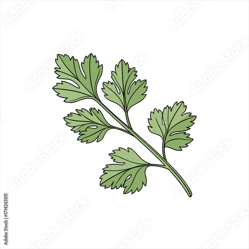 Illustration of a parsley herb branch with green leaves