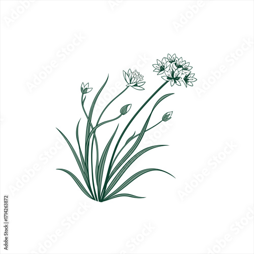 Green line art illustration of wild onion flowers and buds on white background