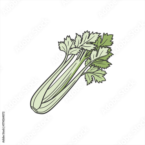 Illustration of fresh green celery stalks with leaves on a white background