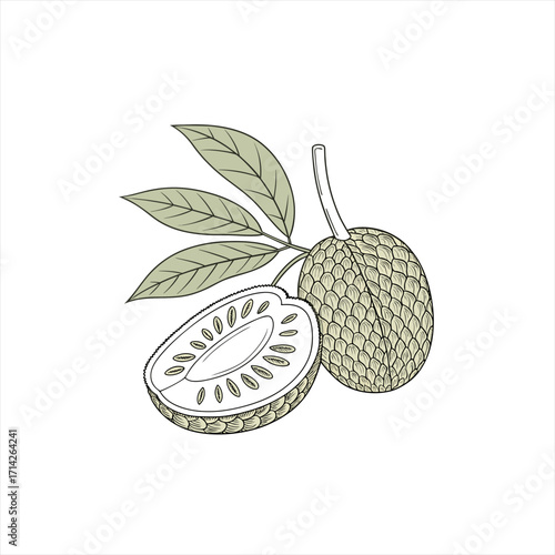 Illustration of a custard apple fruit and its cross section with leaves