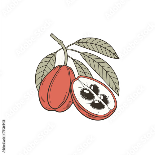 Illustration of a ripe sapote fruit with leaves and seeds