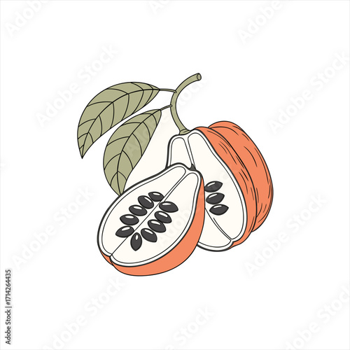Illustration of a ripe papaya fruit cut in half with seeds and leaves
