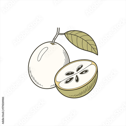 Hand drawn illustration of a whole and sliced sapodilla fruit with a leaf
