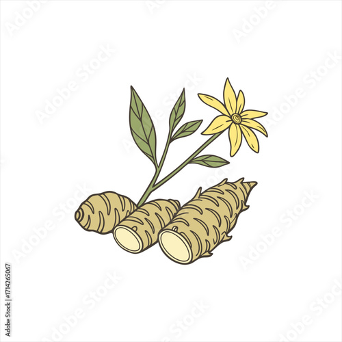 Jerusalem artichoke plant with tubers and yellow flower illustration
