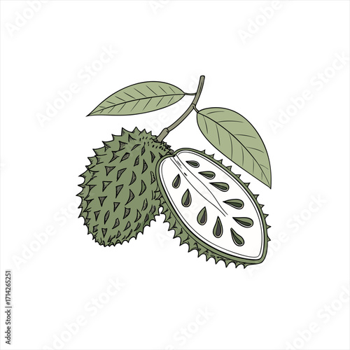 Soursop fruit with leaves and cross section illustration