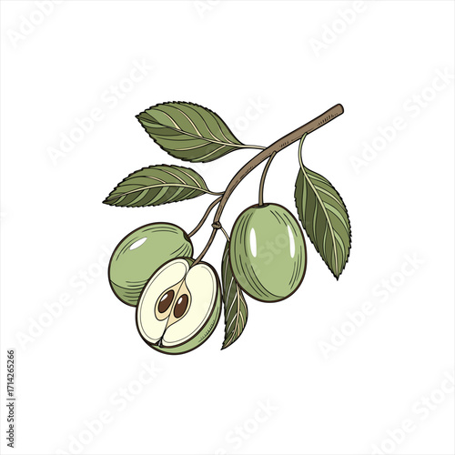 Green apples on a branch with leaves and one apple cut in half