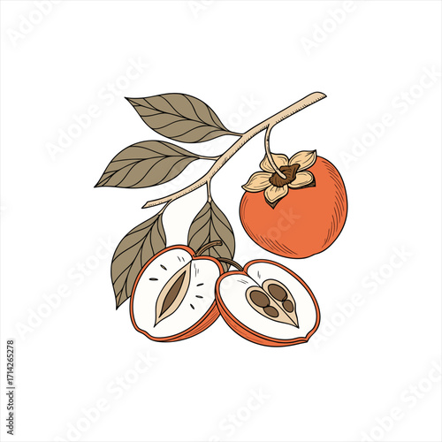Hand drawn illustration of a persimmon fruit on a branch with leaves and a sliced persimmon