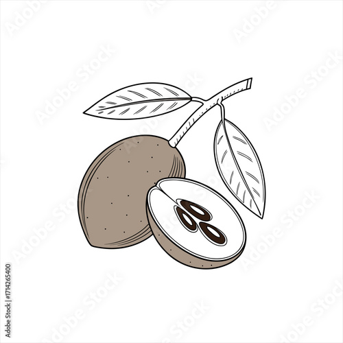 Sapodilla fruit with leaves and a cut half showing seeds on a branch