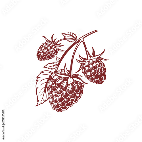Stylized illustration of ripe raspberries on a branch with leaves
