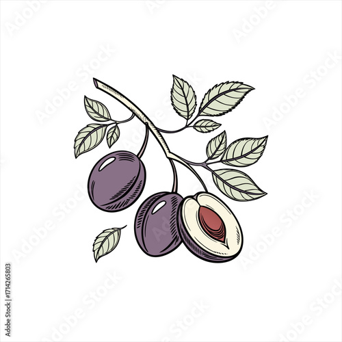 Hand drawn illustration of ripe plums on a branch with leaves