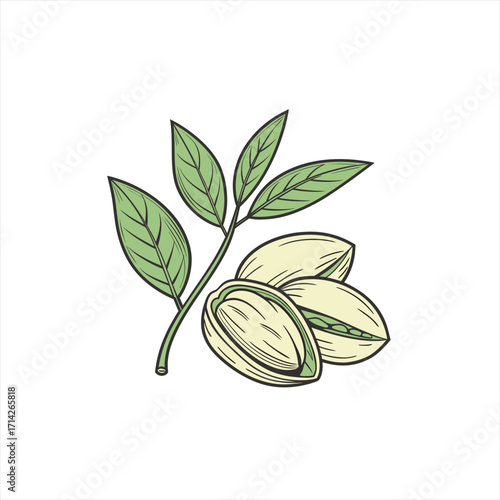 Illustration of pistachios with leaves on a white background