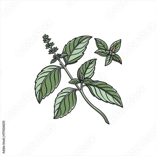Illustration of a basil plant with leaves and flower spikes