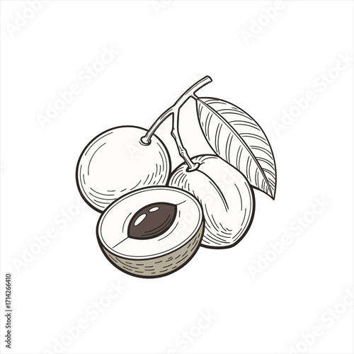 Hand drawn illustration of ripe plums with leaves and a cut plum showing the pit