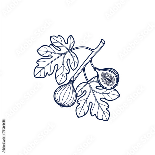Hand drawn illustration of figs on a branch with leaves in outline style