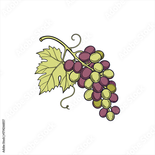 Illustration of a bunch of grapes with a leaf and tendril