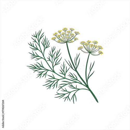 Illustration of a fresh green dill plant with yellow flowers